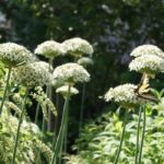 Do onions need full sun?