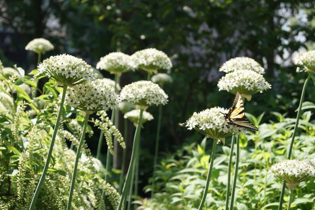 Do onions need full sun?