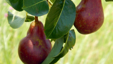 Do pears continue to ripen after picked?