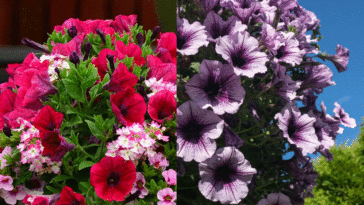 Do pumpkins like sun or shade?