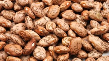 Do red beans taste like pinto beans?