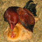 Do roosters die after mating?
