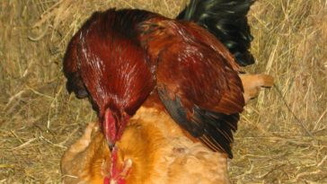 Do roosters die after mating?