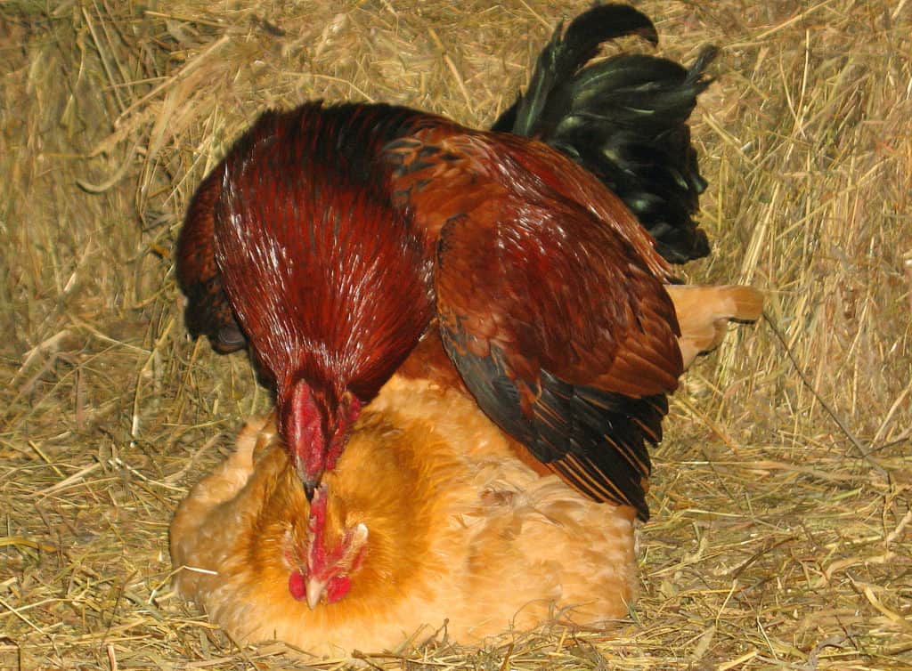 Do roosters die after mating? - Foodly