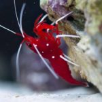 Do saltwater shrimp clean fish tanks?
