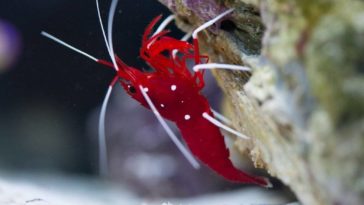 Do saltwater shrimp clean fish tanks?
