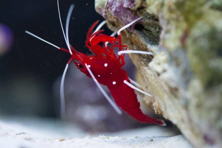 Do saltwater shrimp clean fish tanks?