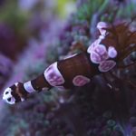 Do sexy shrimp need an anemone?