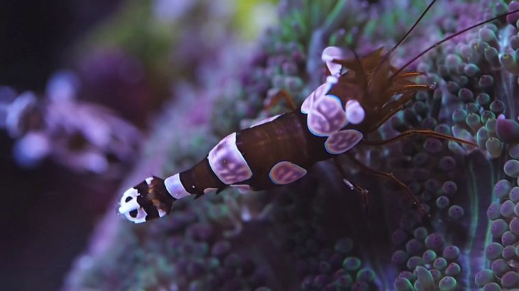 Do sexy shrimp need an anemone?