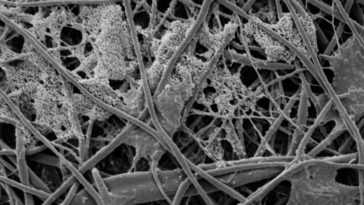 Do they sell bon bons?