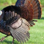 Do turkeys have balls?