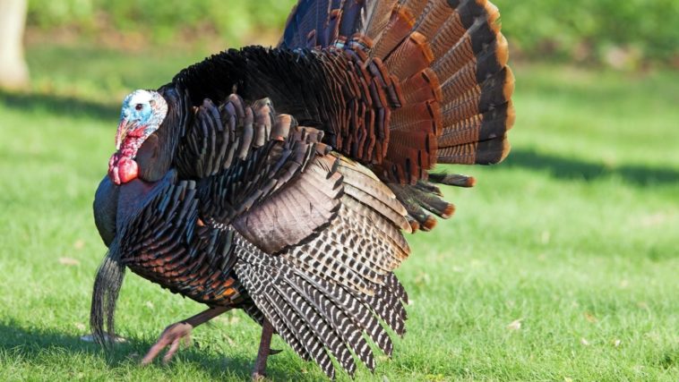 Do turkeys have balls?