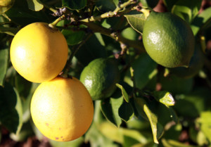 Do unripe lemons taste like limes?