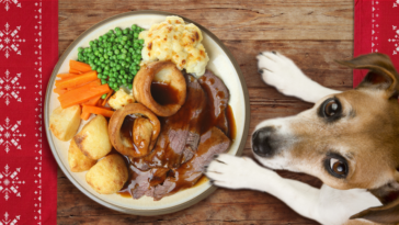 Do vets approve homemade dog food?