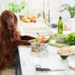 Do vets recommend homemade dog food?