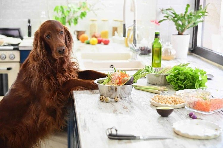 Do vets recommend homemade dog food?
