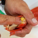 Do you eat crawfish poop?