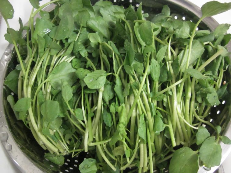 Do you eat stems of watercress?
