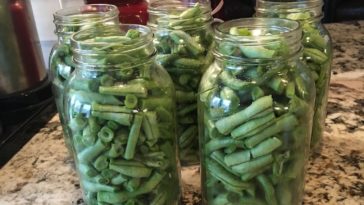 Do you have to pressure cook green beans?