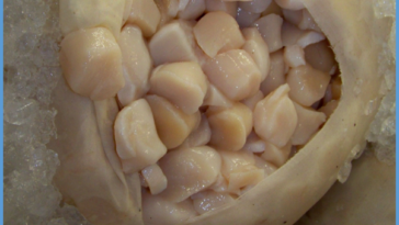 Do you have to wash scallops before cooking?