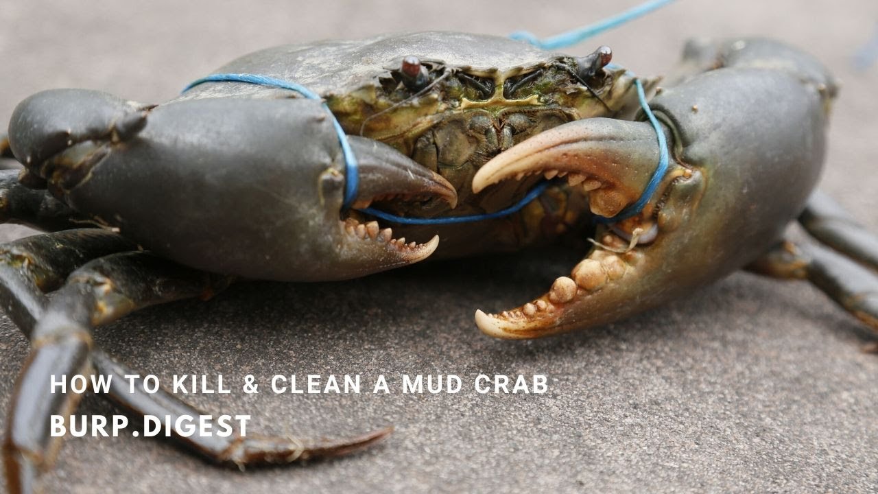 How do you humanely kill a crab?