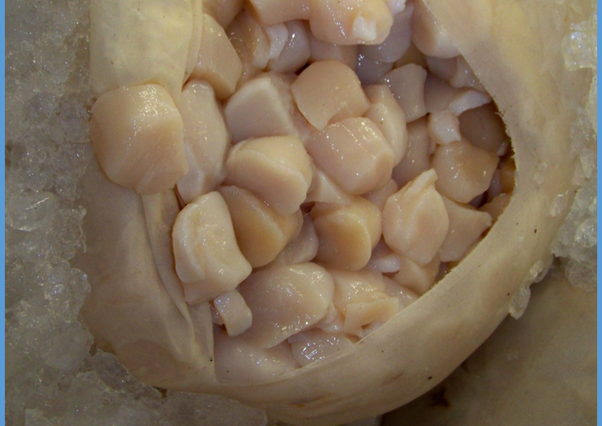 Do you wash scallops before cooking them?