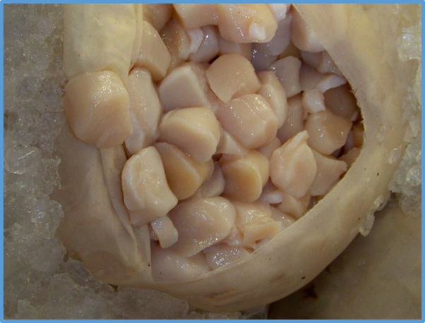 Do you wash scallops before cooking them?