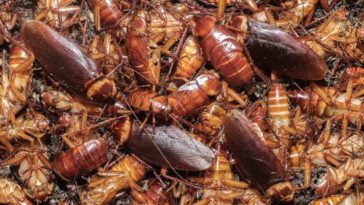 Does China eat cockroach?