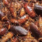 Does China eat cockroach?