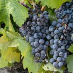 Does Malbec wine go with turkey?