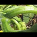 Does Seventh Generation dish soap kill bacteria?