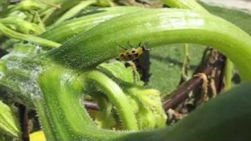 Does Seventh Generation dish soap kill bacteria?