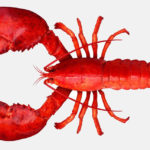 Does a lobster have blue blood?