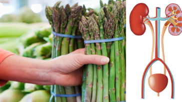 Does asparagus clean out your kidneys?