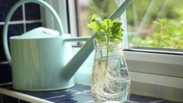 Does basil regrow after cutting?