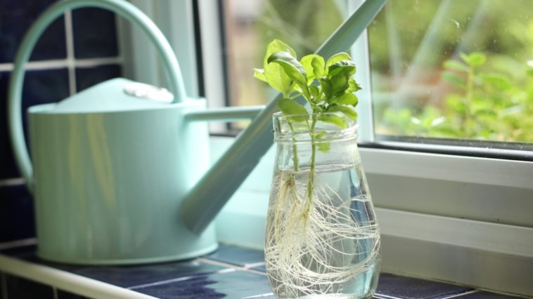 Does basil regrow after cutting?