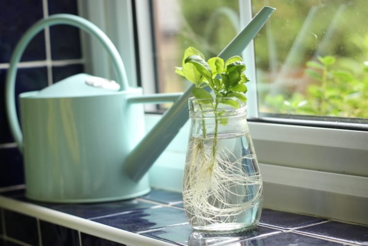 Does basil regrow after cutting?