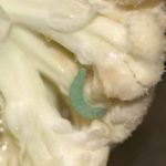 Does cauliflower have worms in it?