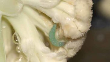 Does cauliflower have worms in it?