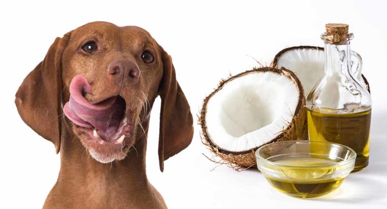 does-coconut-oil-help-hotspots-on-dogs