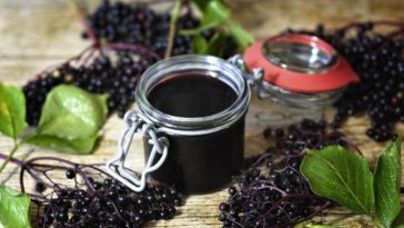 Does elderberry syrup have a laxative effect?