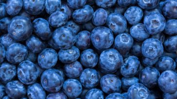 Does freezing blueberries destroy it antioxidants?