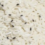 Does freezing flour kill weevil eggs?