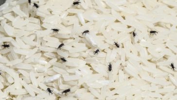Does freezing flour kill weevil eggs?