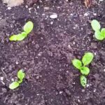 Does kale regrow after cutting?