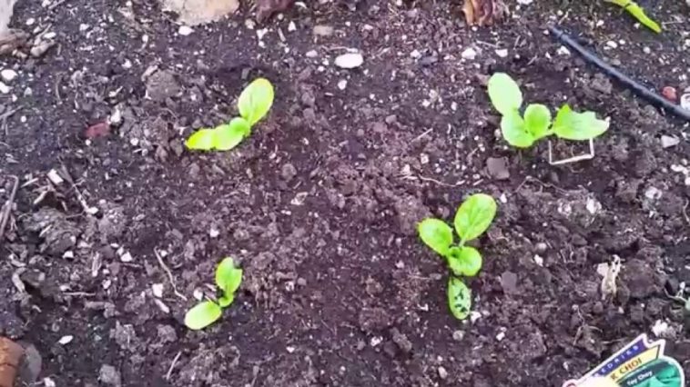 Does kale regrow after cutting?