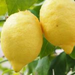Does lemon peel make you high?