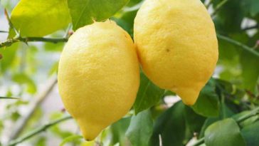 Does lemon peel make you high?