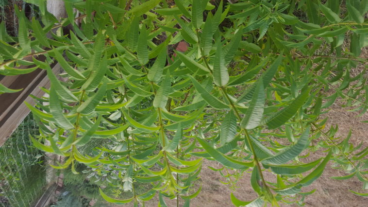 Does lemon verbena die in winter?