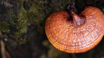 Does lion's mane lower blood pressure?